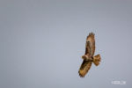 Mäusebussard Mäusebussard