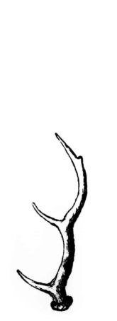 Damhirschgeweih Damhirschgeweih