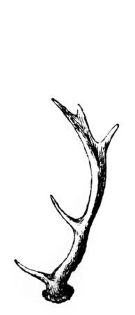 Damhirschgeweih Damhirschgeweih