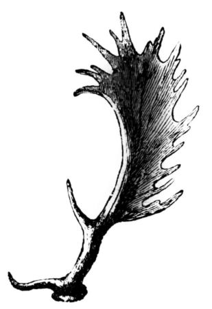 Damhirschgeweih Damhirschgeweih