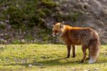 Fuchs Fuchs