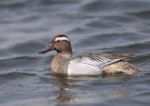 Close-up photo of A male garganey (Spatula querquedula) in breeding plumage swims in blue water. Bird shot from different angles and distances