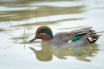 A Eurasian Teal (Anas crecca) swimming on a sunny calm day in autumn