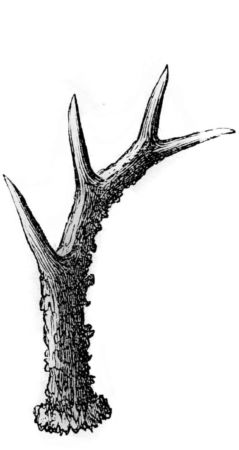 Rehbock Gehörn Rehbock Gehörn