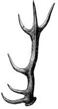 Rothirschgeweih Rothirschgeweih