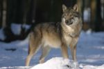 Wolf Wolf
