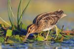 snipe on swamp looking for food in the morning sun,woodcock