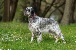 English Setter English Setter