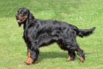 Gordon Setter Gordon Setter