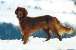 Irish Setter Irish Setter