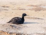 Male common scoter, Melanitta nigra, sitting in sand of Boschplaat beach on Terschelling island,  Netherlands